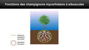 Les spores de mycorhizes à arbuscules inoculées vont germer grâce à la perception de molécules (strigolactones) secrétées par les racines de la pante.