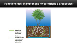 Le tube germinatif issu des spores va se ramifier pour pénétrer dans les cellules de la racine de la plante et former différentes structures permettant les échanges nutritifs entre les deux partenaires. Le champignon va également prospecter le sol via son mycélium et capturer des éléments minéraux nécessaires à la plante. Les champignons mycorhiziens augmentent donc fortement la surface de prospection des racines. Ils peuvent être considérés comme une extension du système racinaire de la plante.