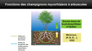 En échange de ces éléments minéraux transmis à la plante, la plante va transmettre du sucre au champignon et des lipides pour qu'il puisse se développer et accomplir son cycle de vie (symbiose obligatoire). C'est une association donnant-donnant, tout le monde est gagnant.