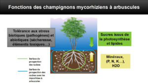 Le champignon sporule dans le sol ou dans les racines et confère à la plante une résistance aux stress biotiques et abiotiques en jouant un rôle de barrière contre les éléments pathogènes et/ou toxiques pour la plante. Allons voir cela de plus près... Focus sur les structures des mycorhizes à arbuscules.