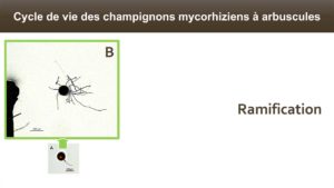Le tube germinatif issu des spores va se ramifier pour former les hyphes du champignon aussi appelé mycélium.
