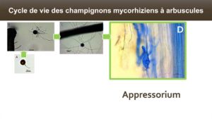 Une fois en contact avec la racine, les hyphes forment des appressoriums qui pénétreront l'épiderme des racines (rhizoderme) par pression mécanique.