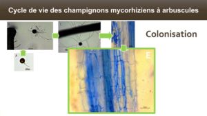 Le champignon colonise alors la racine et forme des hyphes dans les espaces intercellulaires du cortex racinaire.