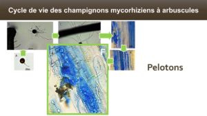 Le champignon forme différentes structures telles que les pelotons (rôle encore méconnu).