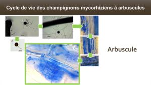 Le champignon forme l'organe d'échange (nutritif) permettant la symbiose : l'arbuscule (d’où le nom Champignon Mycorhizien à Arbuscules). C'est par cette structure que l'échange des nutriments se fait entre les deux partenaires.