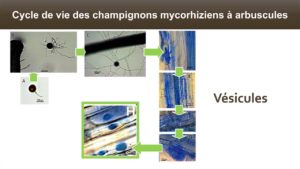 Le champignon forme des réserves lipidiques dans les racines de la plante hôte : les vésicules. Ces structures sont des propagules, c'est à dire qu'elles permettent au champignon de se reproduire (un peu comme une graine pour les plantes).