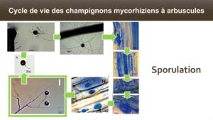 Le champignon forme des spores à l'extérieur de la racine de la plante dans le sol. Ces structures sont des propagules. Les propagules (vésicules et spores) sont donc les structures qui permettent de produire un inoculum efficace.